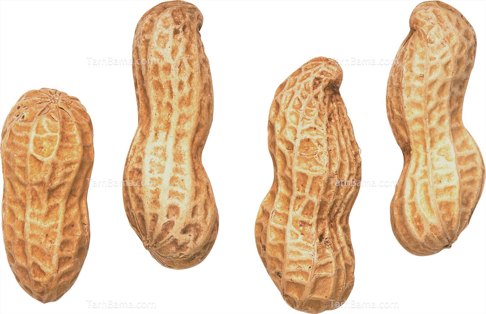 تصاویر آجیل و خشکبار